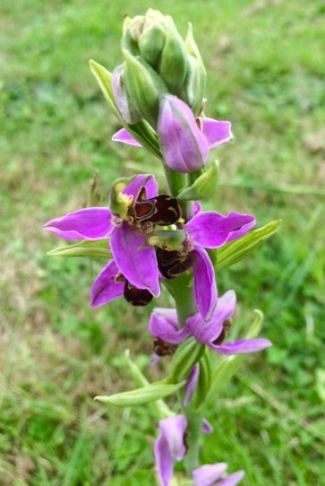 Stranger on the lawn - Ophrys apifera