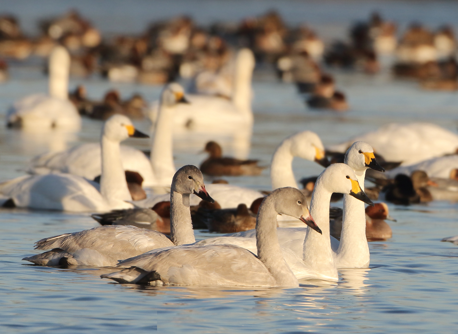 Bewicks Swan - Cygnus columbianus bewickii (Kleine Zwaan)