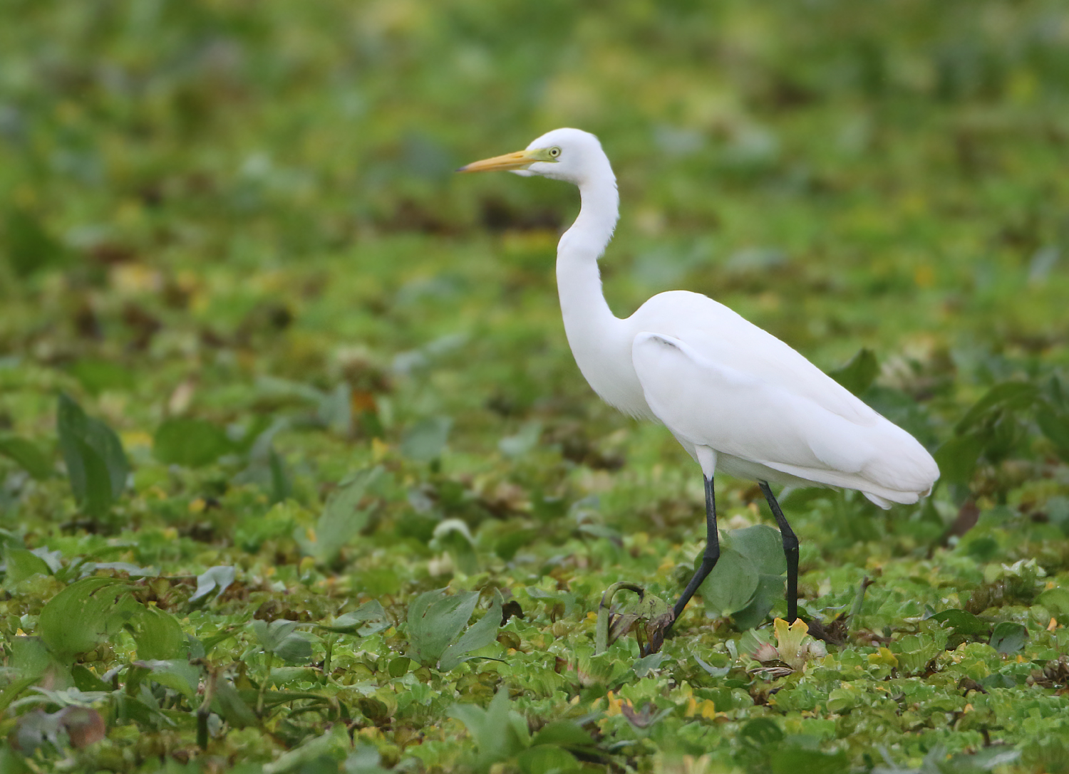 Intermediate Egret - Mesophoyx intermedia (Middelste Zilverreiger)