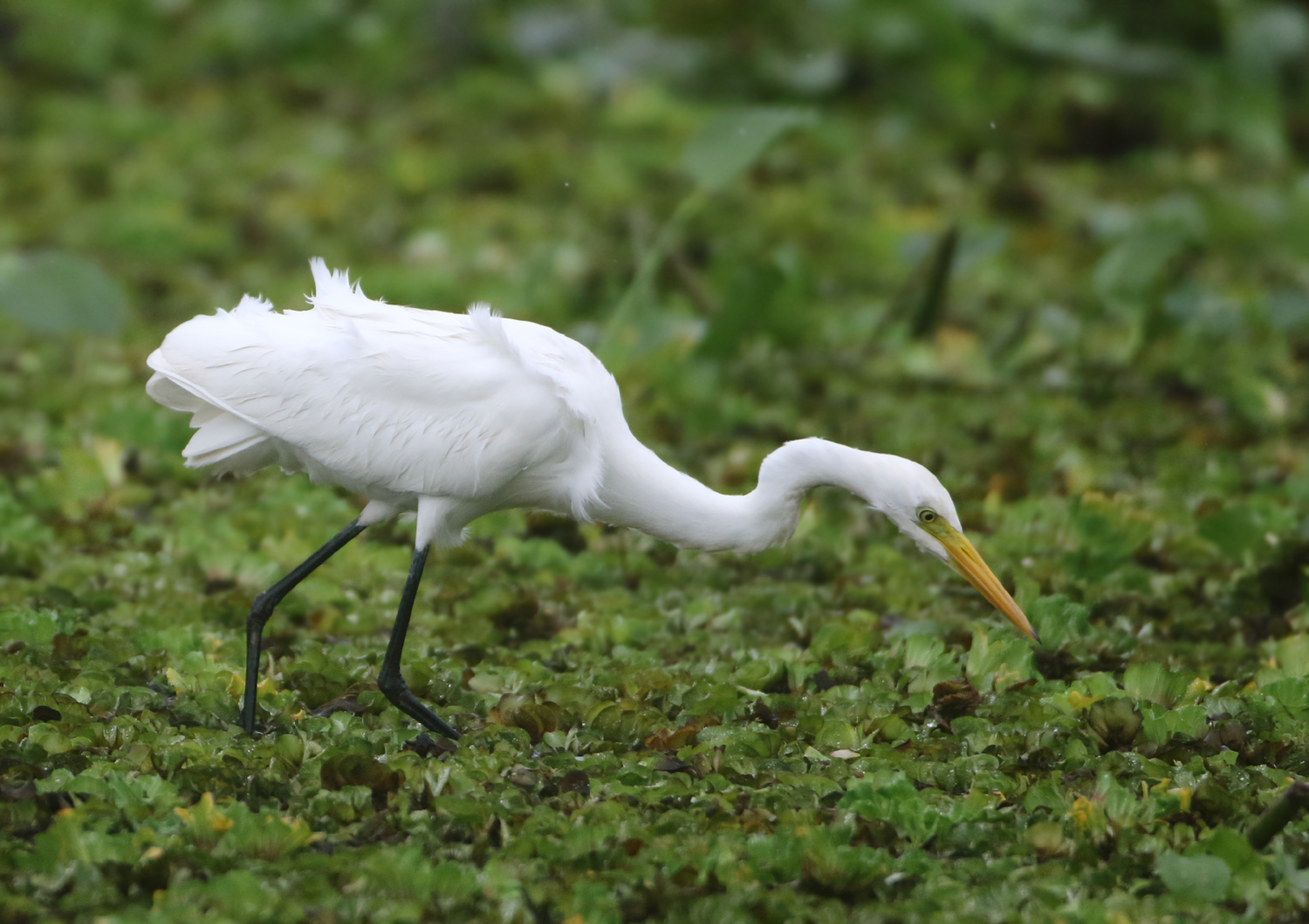 Intermediate Egret - Mesophoyx intermedia (Middelste Zilverreiger)
