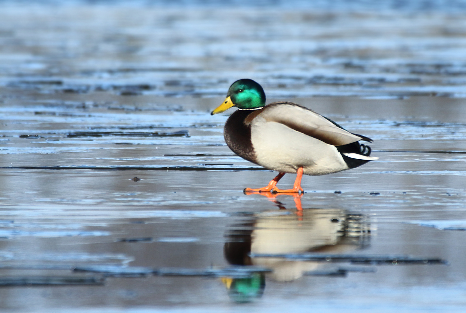 Mallard - Anas platyrhynchos (Wilde Eend)