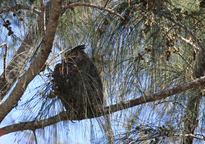 the veil of the australian pine