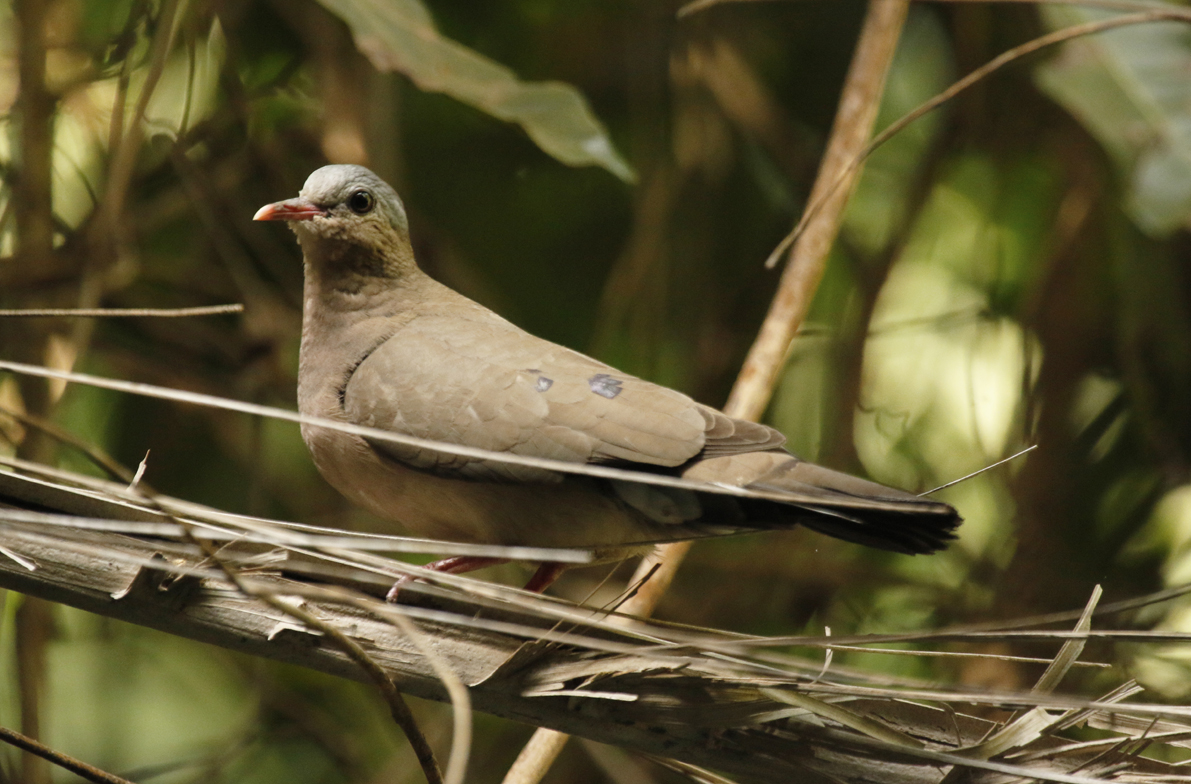 Blue-spotted Wood Dove (Turtur afer) Gambia - Abuko