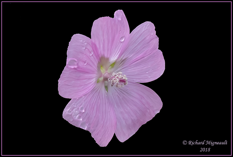 Mauve alce m18