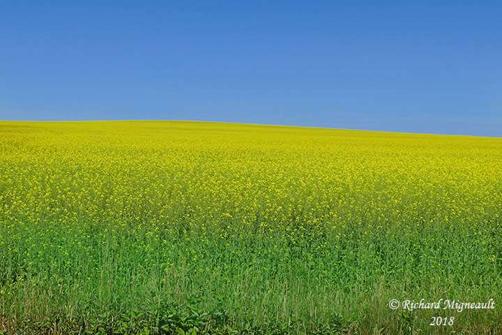 Canola 1 m18 