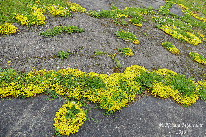 Orpin acre - Wall pepper - Sedum acre 1 m18