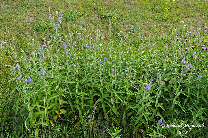 Vronique  longue feuilles - Long-leaved speedwell - Veronica longifolia 1 m18