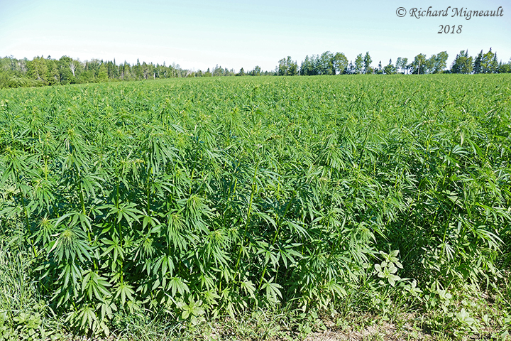 Chanvre cultiv - Hemp - Cannabis sativa 1 m18 