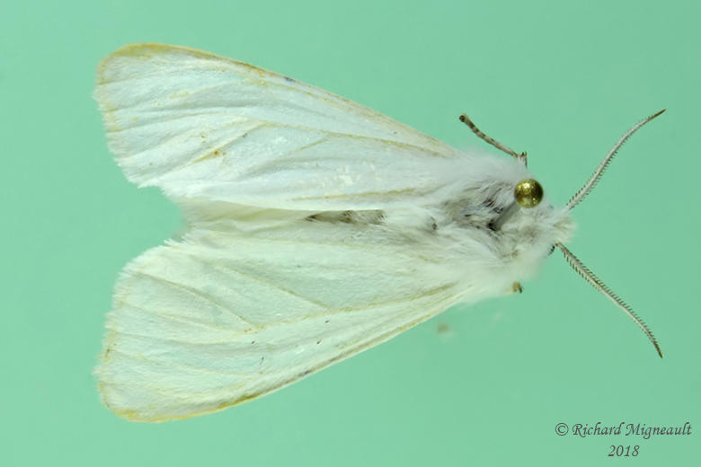 8134 - Agreeable Tiger Moth - Spilosoma congrua m18 