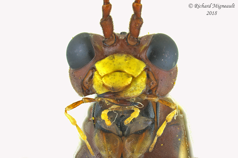 Common Sawfly - tenthredo sp4 2 m18 12mm