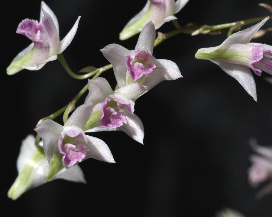 20191561 Dendrobium elliotianum Chas CCM/AOS (83 points) 01-12-2019 Charles and Jane High (flower)