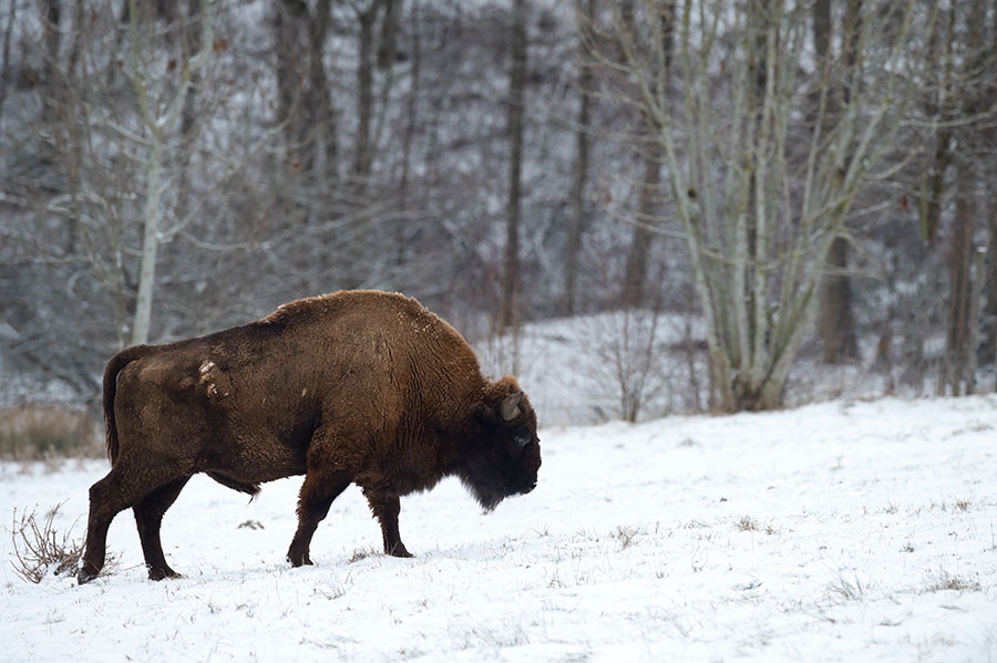 D4S_5139F wisent (Bison bonasus, European bison).jpg