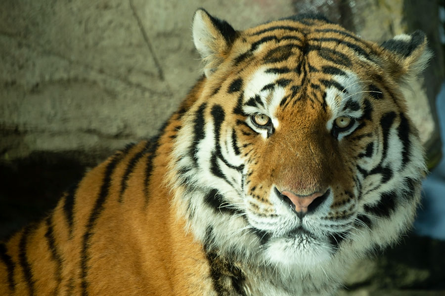 D4S_3743F Siberische tijger (Panthera tigris altaica, Siberian tiger).jpg