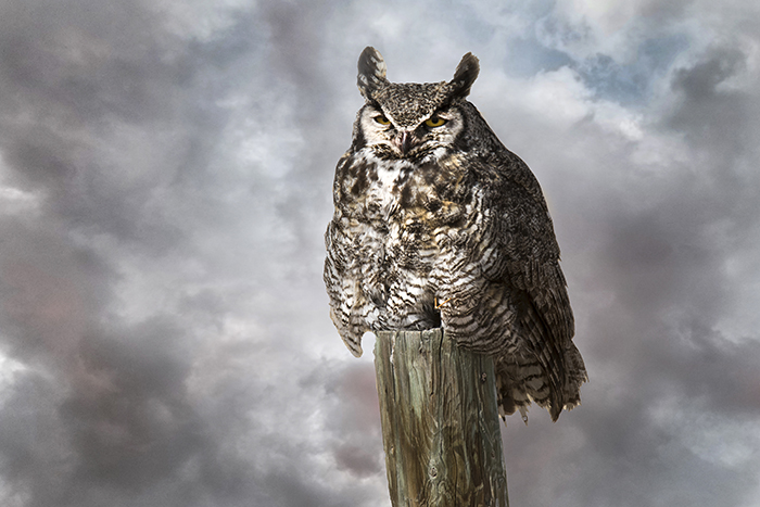 Great Horned Owl