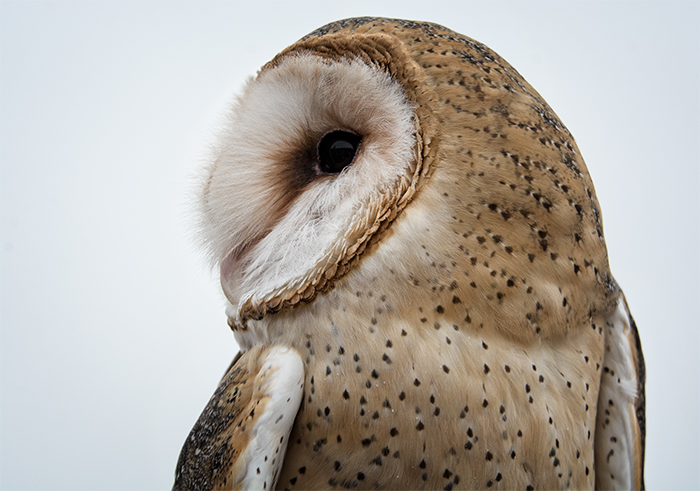 Barn Owl