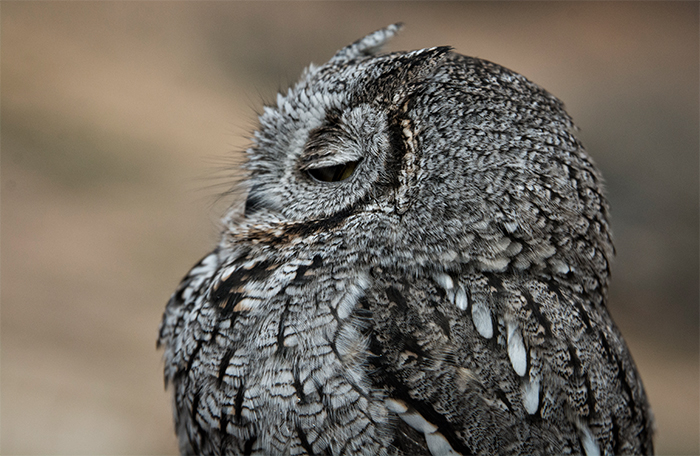 Western Screech Owl