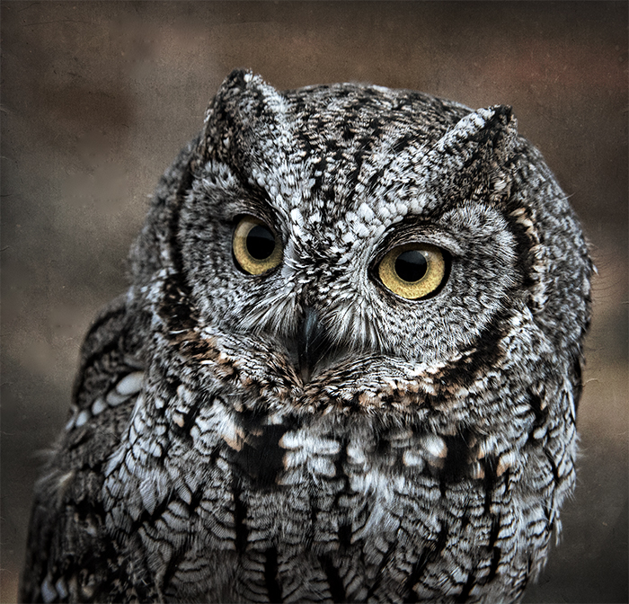 Western Screech Owl