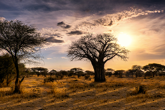 Baobab tree - Africas Tree of Life