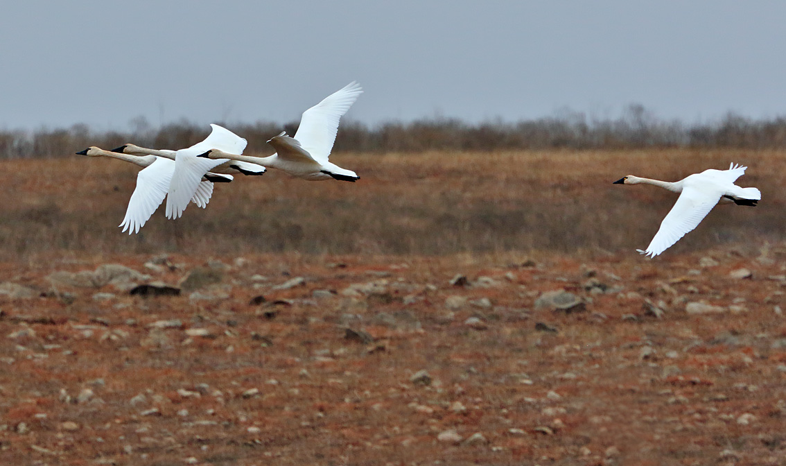 Tundra Swans