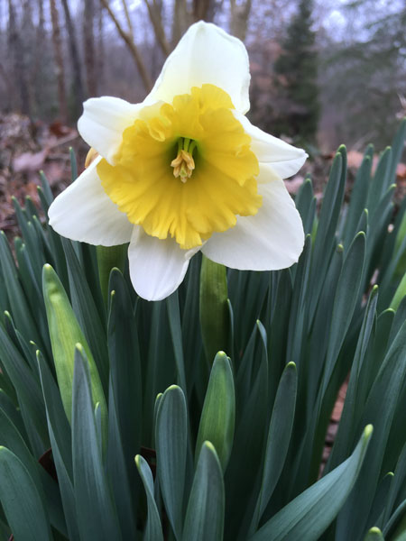 06 First daffodil 9549