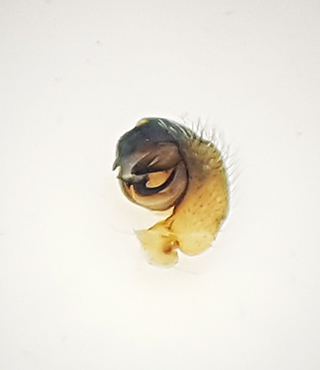 Byasjn Halland 21.5-18 palp adult male