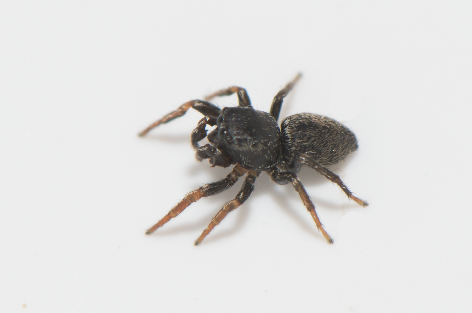 Hge s land 7.6-18 adult male