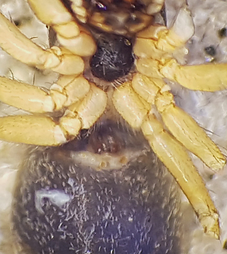 Ljungryda blekinge 1.7-18 epigyn adult female