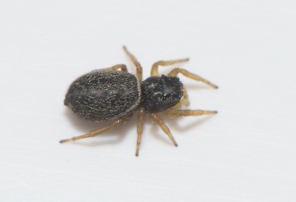 Ljungryda blekinge 1.7-18 adult female