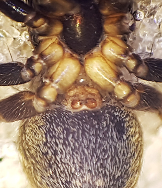 Grs Uppland 8.5-18 epigyn adult female