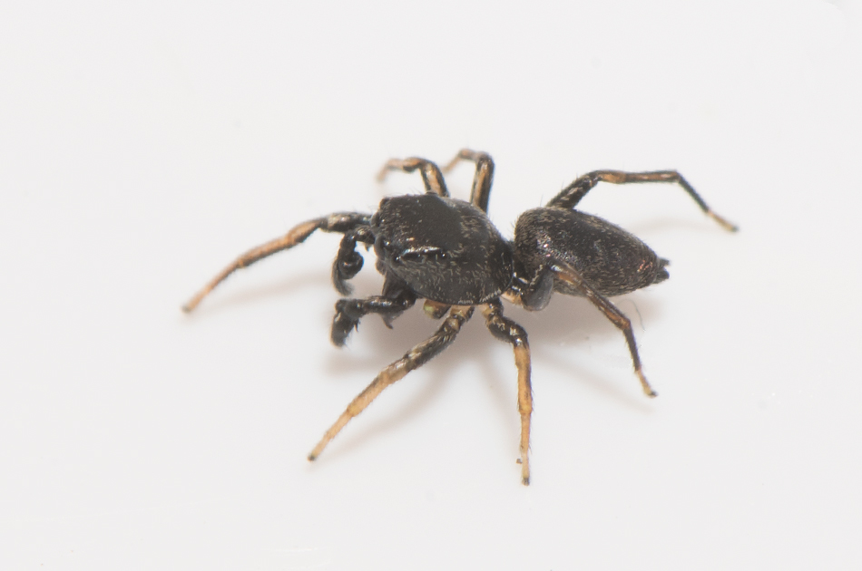 Erlandsgrden Halland 22.5-18 adult male