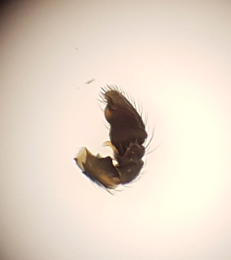 Smrismossen Halland 14.5-18 palp adult male
