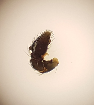 Smrismossen Halland 14.5-18 palp adult male
