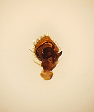 Ozyptila brevipes ( Mosspaddspindel )
