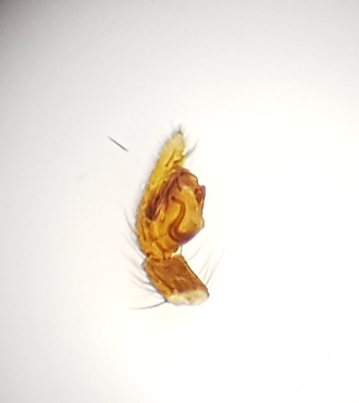 Micaria pulicaria ( Fltskimmerspindel )