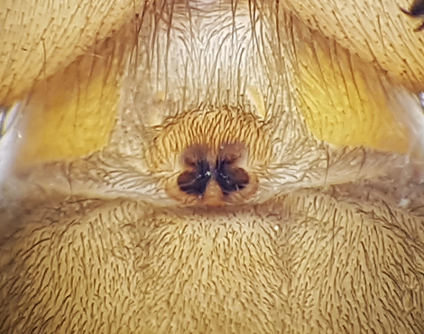 Drassodes cupreus ( Kopparhuggspindel )