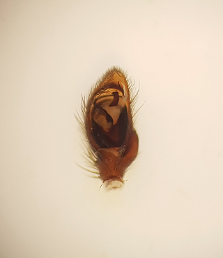 Scotophaeus scutulatus ( Strre musspindel )