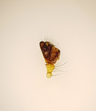 Neriene emphana ( Kupolspindel )
