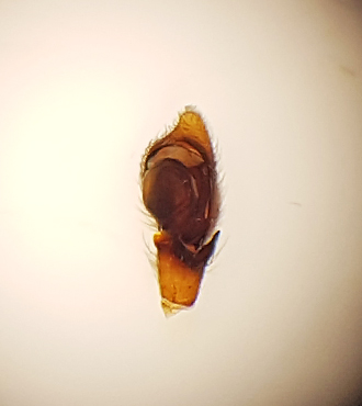 Sbytorp Vstmanland 4.6-18 palp adult male
