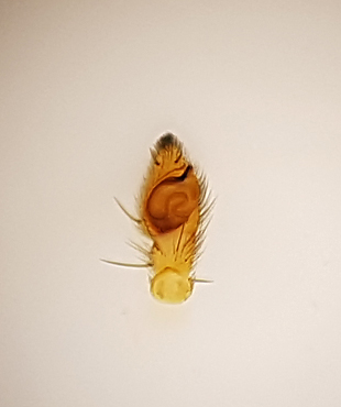 Tibellus oblongus ( ngshalmspindel )