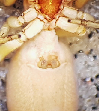 Karums alvar land 6.6-18 epigyn adult female
