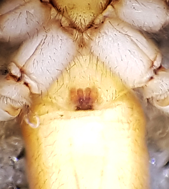 Vassckspindel ( Clubiona phragmitis )