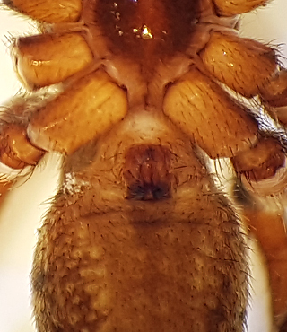 Hiaklitten Halland 16.6-18 epigyn adult female