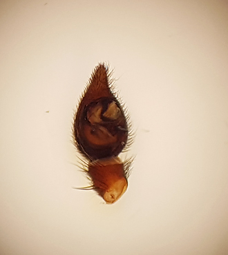 Store mosse Halland 12.5-18 palp adult male