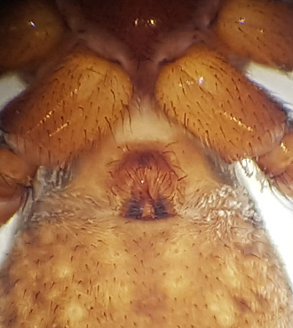 Alopecosa pulverulenta ( Ängsvargspindel )