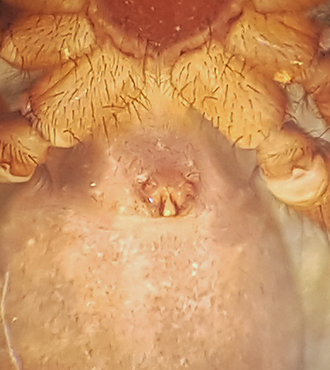 Pardosa pullata ( Kortbent vargspindel )
