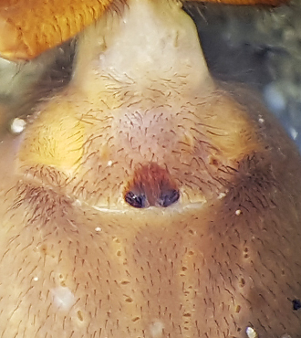 Pirata piscatorius ( Större piratspindel )