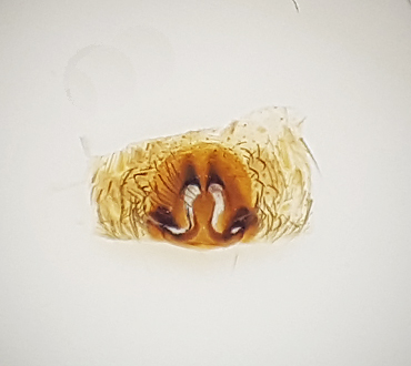 Torvmosse kulla Halland 13.5-18 vulva adult female