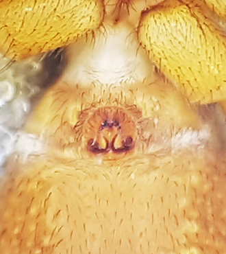 Trochosa spinipalpis ( Myrbjörnspindel )