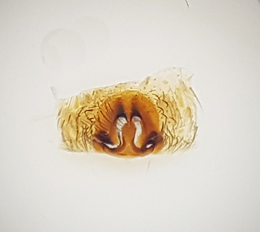 Trochosa spinipalpis ( Myrbjörnspindel )