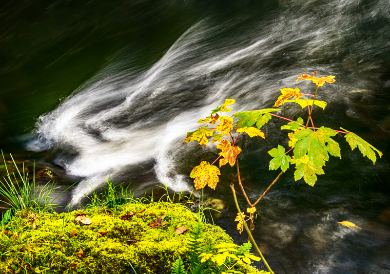 White Dragon - Swallow Falls